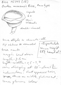 Vorschaubild Ocotea moaensis Bisse